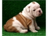 Cute English Bulldog puppy looking fo a good home